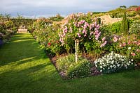 Roses and perennials in beds in The Lion Garden 