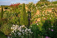 Rosa - Climbing Rose - trained against a brick wall in front bed with topiary, roses and perennials 