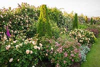 View along a border full of roses, Rosa - Climbing Rose - along wall with line of topiary pyramids with shrub roses and perennials in between and in front 