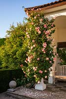 Rosa 'A Shropshire Lad' - Climbing Rose - trained up a column at corner of loggia 