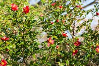 Camellia sasanqua 'Crimson King'