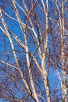 Betula utilis var. jacquemontii 'Jermyns' - Himalayan Birch - against a blue sky 