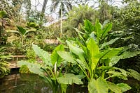 The Rainforest Biome, tropical foliage near water
