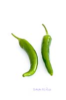 Capsicum Annuum - Jalapeno chili pepper