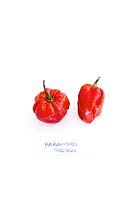 Capsicum chinense  - Habanero chili peppers
