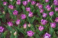  Tulipa 'Carre' -  Tulip 'Carre' 