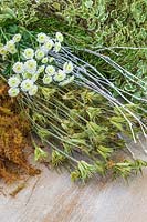 Cut flowers and foliage including moss, Aquilegia seedpods, Chrysanthemum, rosemary and Variegated pittosporum. 