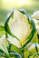 Hosta 'Great Expectations' - Plantain Lily Great Expectations'
