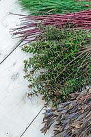 Close up detail of Pinus, Cornus, Hebe and Iris sibirica seepods cuttings