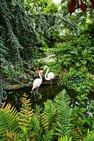 Flamingos standing water in densely-planted mature roof garden 