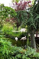 Flamingos standing in water in roof garden with mature planting, metal tree seat on bank