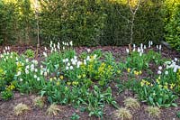 Green and White themed border with Tulipa - Tulip - 'Triumphator', 'Spring Green' and 'Yellow Spring Green' - and Euphorbia 