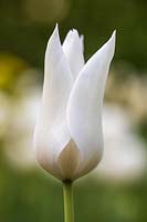Tulipa - Tulip - 'White Triumphator'