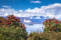 Camellia japonica with view of lake and mountains 
