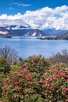 View over top of flowering Camellia trees to lake with mountains 