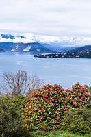 View over top of flowering Camellia to lake with mountains 