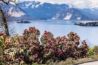 View over flowering Camellia to the lake and mountains 