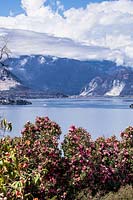 View over flowering Camellia to lake and mountains 