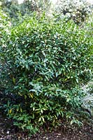 Camellia sinensis, the species used for tea 