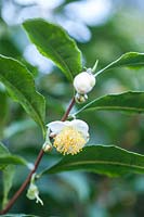 Camellia sinensis, species used for tea  