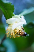 Bee in amongst stamens of flower of Camellia sinensis, plant species used for tea