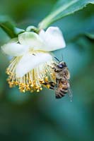Bee on stamens of flower of Camellia sinensis, plant species used for tea