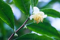 Camellia sinensis, species used for tea