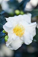 Camellia yunnanensis, flower with stamens