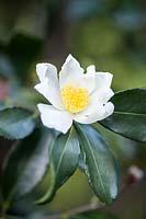 Camellia tutcheria virgata