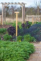 Phacelia grown as green manure in vegetable garden