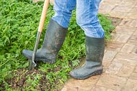 Man using spade to dig Phacelia into soil of vegetable garden