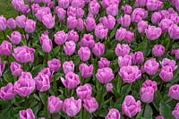 Fosteriana Tulipa 'Janis Joplin' - Tulip - in flowerbed 