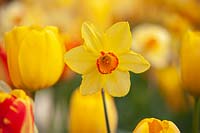 Narcissus 'Altruist' - Daffodil
