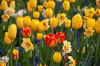 Yellow â€“ orange themed mixed flower border with Tulipa - Tulip - 'Fire Wings', 'Candela', 'Banja Luka', 'Big Smile plus Narcissus 'Altruist' - Daffodil 
