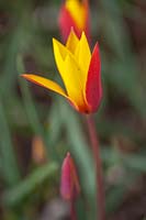 Tulipa clusiana 'Cynthia'  - Botanical Tulip or Lady Tulip