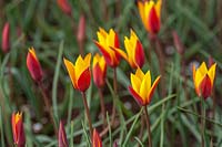 Tulipa clusiana 'Cynthia' - Botanical Tulip or Lady Tulip