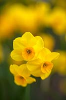 Narcissus jonquilla - Jonquil