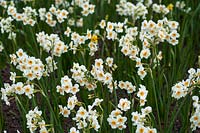 Narcissus tazetta - Bunch-flowered Daffodil - in flowerbed
