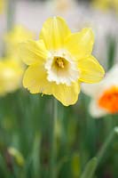 Narcissus 'Avalon' - Daffodil 