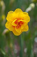 Narcissus 'Tahiti' - Daffodil 'Tahiti' 