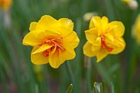 Narcissus 'Tahiti' - Daffodil 