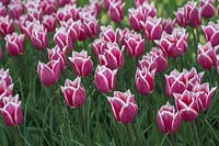 Triumph Tulipa 'Synaeda Blue' - Tulip - in flowerbed