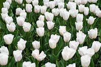 Triumph Tulipa 'Lady Chantal' - Tulip 