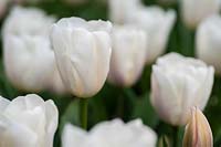 Tulipa 'Lady Chantal' - Tulip 'Lady Chantal' 