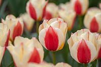 Tulipa 'Hope' - Tulip