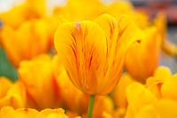 Tulipa 'Jannekes Orange' - Tulip 'Jannekes Orange'
