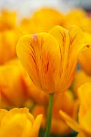 Triumph Tulipa 'Jannekes Orange' - Tulip 