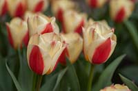 Tulipa 'Hope' - Tulip 'Hope' 