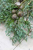 Cypressus - Cypress foliage and seed pods. 
