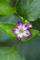 Capsicum annuum 'Jalapeno Purple' - Chilli pepper 'Jalapeno Purple' flower 